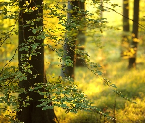 Anglia, Buk, Drzewa, Las państwowy Friston Forest