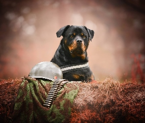 Naboje, Hełm, Pies, Rottweiler