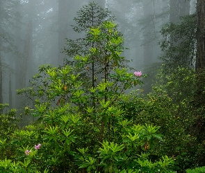 Stan Kalifornia, Drzewa, Stany Zjednoczone, Las, Krzew, Park Narodowy Redwood, Różanecznik, Mgła