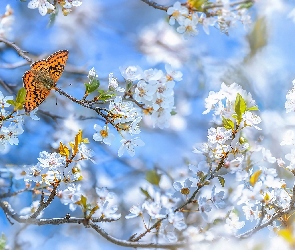 Drzewo owocowe, Dostojka malinowiec, Motyl, Kwiaty, Gałązki