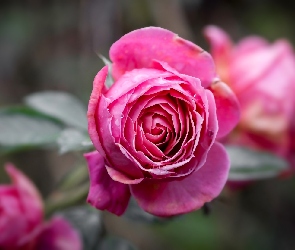 Różowa, Zbliżenie, Róża