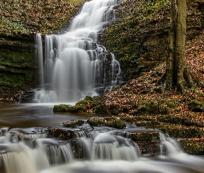 Park Narodowy Yorkshire Dales, Anglia, Liście, Rzeka, Skały, Drzewo, Wodospad Scaleber Force