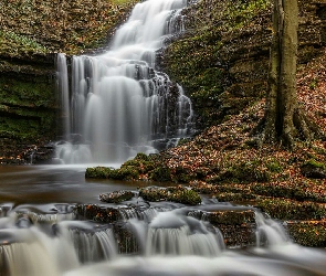 Drzewo, Skały, Park Narodowy Yorkshire Dales, Liście, Rzeka, Anglia, Wodospad Scaleber Force