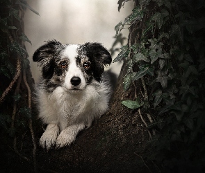 Liście, Roślina, Border collie, Pies, Mordka, Drzewo