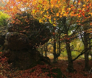 Liście, Skała, Kraj Basków, Hiszpania, Jesień, Drzewa