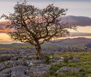 Jesion, Drzewo, Hrabstwo North Yorkshire, Kamienie, Skały wapienne, Anglia, Park Narodowy Yorkshire Dales