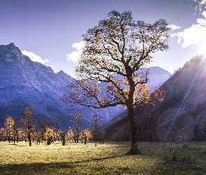 Łąka, Promienie, Słońce, Drzewa, Alpejski Park Krajobrazowy Karwendel, Góry Karwendel, Dolina Rißtal, Pastwisko alpejskie Großer Ahornboden, Austria, Drzewa