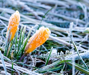 Krokusy, Wiosna, Szron, Trawa, Żółte