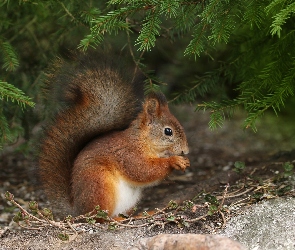 Ruda, Gałązki, Iglaste, Wiewiórka