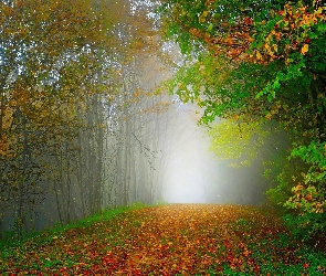 Jesień, Mgła, Droga, Liście, Las