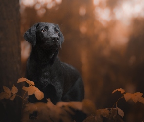 Czarny, Liście, Drzewo, Labrador retriever, Pies