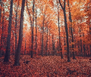 Las, Liście, Opadłe, Drzewa, Jesień