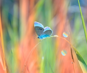 Modraszek nausitous, Motyl, Źdźbła, Trawy