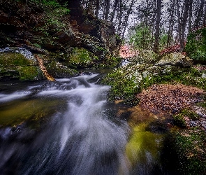 Las, Rzeka, Kamienie, Omszałe