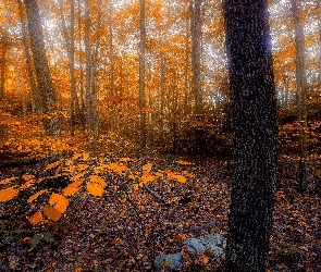 Liście, Las, Jesień, Drzewa