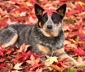 Australian cattle dog, Liście, Pies