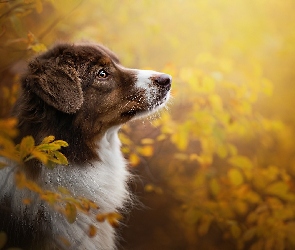 Owczarek australijski, Liście, Mordka, Australian shepherd, Pies