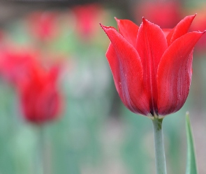 Kwiaty, Rozmyte tło, Tulipany
