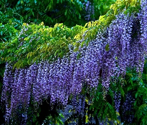 Wisteria, Kwiaty, Fioletowe, Glicynia