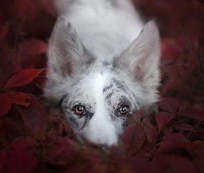 Pies, Liście, Mordka, Border collie