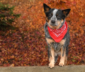 Australian cattle dog, Chustka, Pies