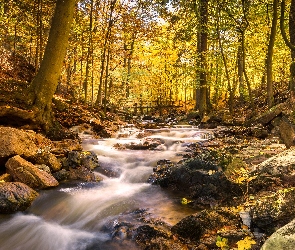 Powiat Harz, Las, Saksonia-Anhalt, Niemcy, Drzewa, Kamienie, Rzeka, Mostek, Rzeka Ilse