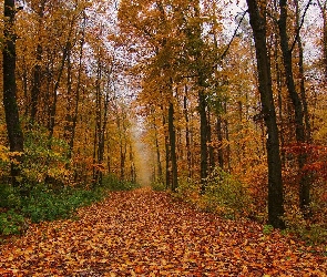 Jesień, Badenia-Wirtembergia, Niemcy, Liście, Drzewa, Las, Droga, Gmina Niefern-Öschelbronn