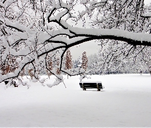 Park, Zima, Drzewa, Ławki