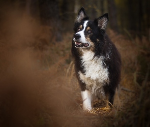 Border collie, Trawa, Pies