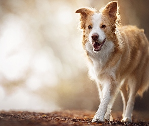 Pies, Liście, Border collie
