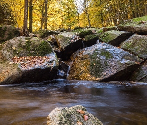 Drzewa, Głazy, Kamienie, Rzeka, Las