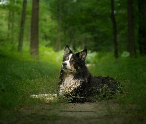 Trawa, Drzewa, Pies, Border collie