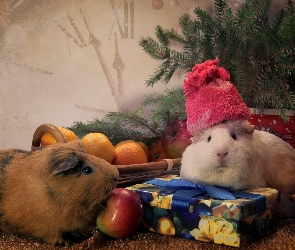 Czapeczka, Prezenty, Koszyki, Pomarańcze, Świnki morskie