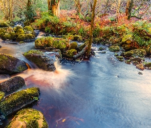 Las Valley of Desolation, Park Narodowy Yorkshire Dales, Anglia, Kamienie, Drzewa, Rzeka Wharfe, Omszałe, Opactwo Bolton Abbey