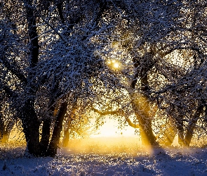 Zima, Drzewa, Ośnieżone, Przebijające Światło