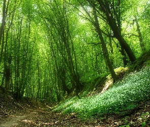 Drzewa, Wąwóz, Las