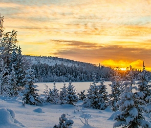 Śnieg, Zachód słońca, Wzgórza, Zima, Drzewa, Świerki