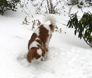 King Charles Spaniel, śnieg, Rudo-biały