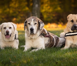 Mastif hiszpański, Labrador retriever, Trzy, Psy