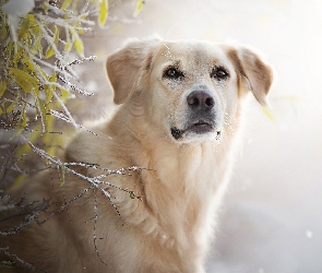 Pies, Golden retriever, Szron, Gałązki, Listki, Mordka