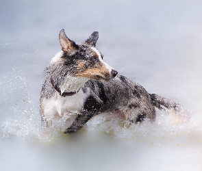 Kąpiel, Woda, Pies, Border collie