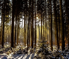 Las, Zima, Przebijające światło, Drzewa
