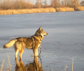 woda, Saarlooswolfhond