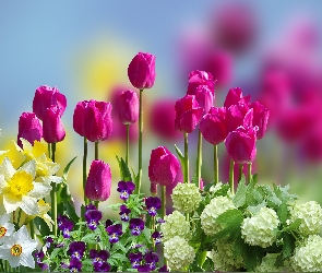 Kwiaty, Tulipany, Rozmycie, Bratki, Kalina koralowa Roseum, Narcyzy