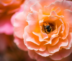 Kwiat, Pszczoła, Róża