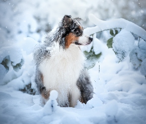 Pies, Zima, Rośliny, Śnieg, Owczarek australijski