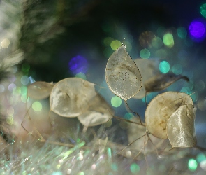 Bokeh, Roślina, Miesiącznica roczna, Sucha