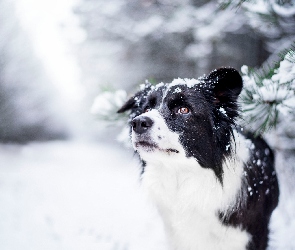 Pies, Gałązki, Zima, Śnieg, Border collie