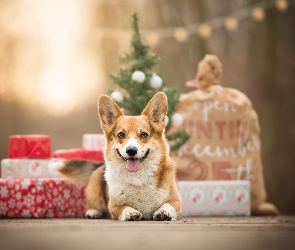 Prezenty, Świąteczne, Pies, Welsh corgi pembroke