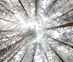 Ośnieżone, Las, Wierzchołki, Drzewa, Zima